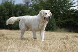 GOLDEN RETRIEVER 723